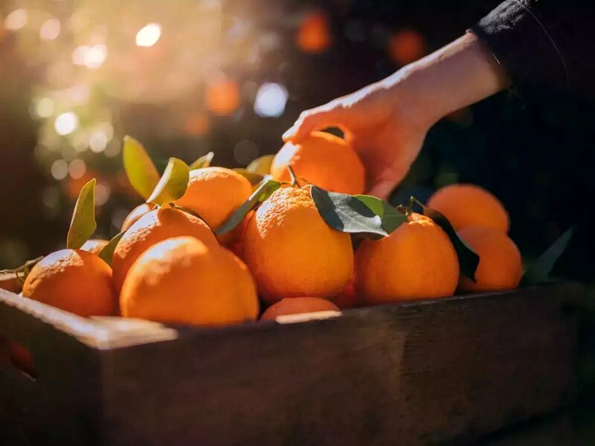 تاثیر پرتقال بر آرامش و تقویت حافظه