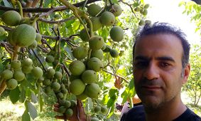 خرید 3 نهال گردو بذری و پیوندی با 300 کیلو باردهی در سال