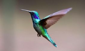 پرنده‌ای شگفت‌انگیز با تغییر ۶۲ رنگ در دقیقه