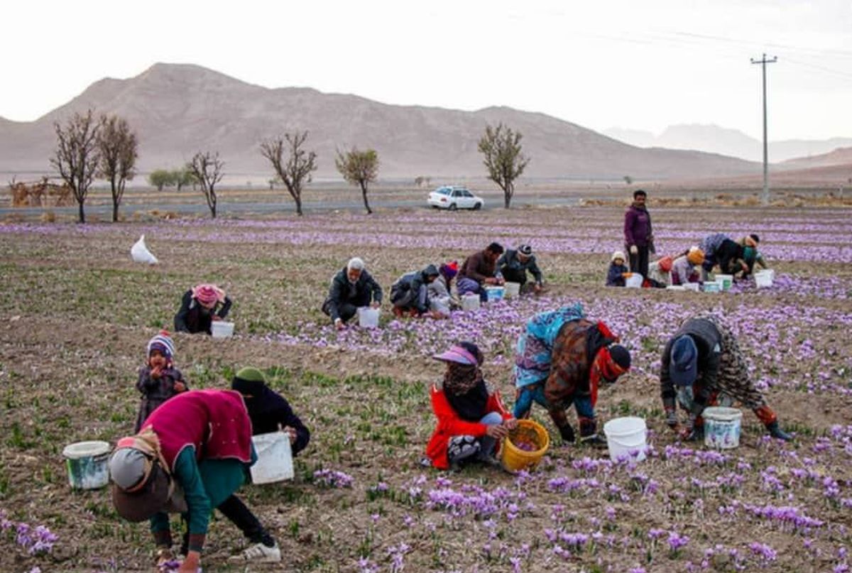 کاهش ۵۰ درصدی تولید زعفران در سال زراعی جاری