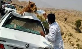 تصادف پژو و پراید با 6 شتر