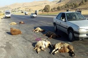 برخورد سواری پراید با گله گوسفندان در مراغه