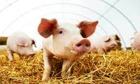 پرورش خوک‌هایی برای پیوند قلب به انسان؛ موافقان و مخالفان چه می گویند؟
