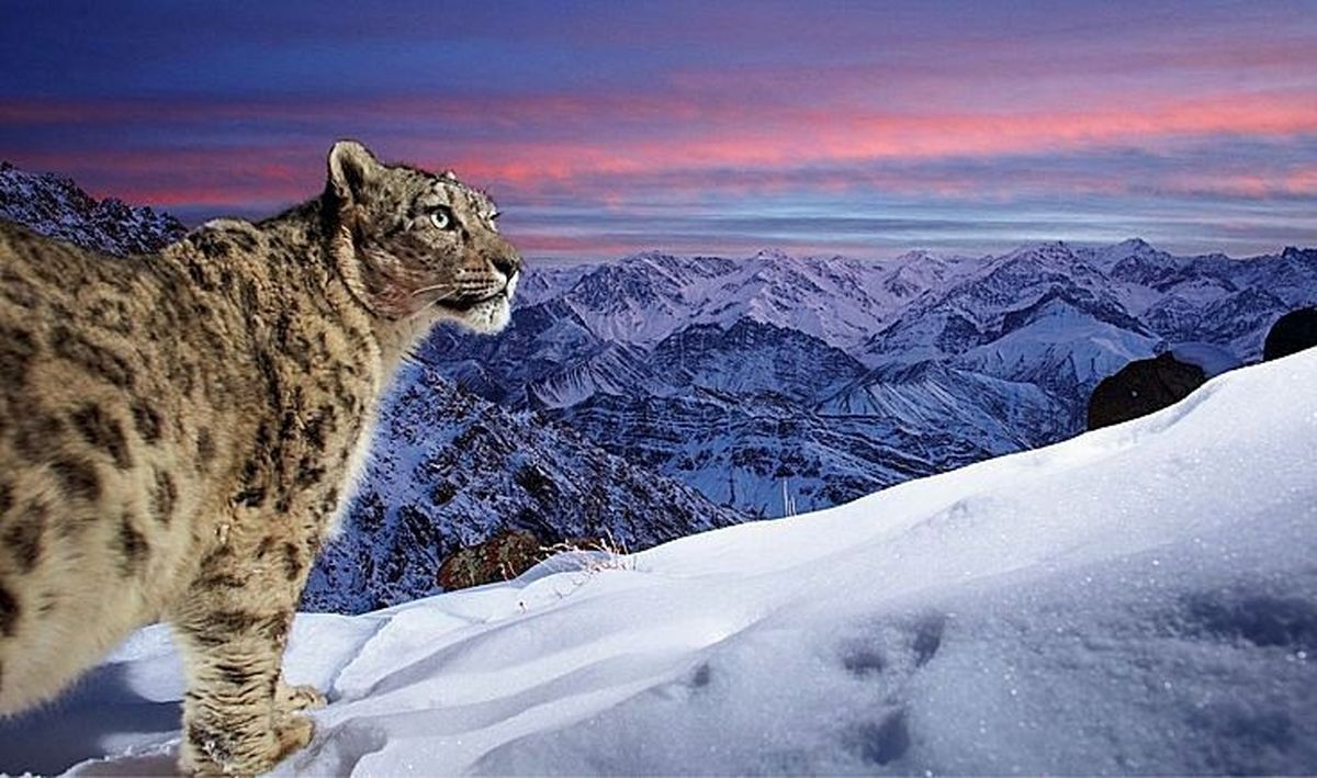 پنج عکس خیره‌کننده حیوانات که قلب‌ها را تسخیر کرد