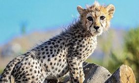 نتیجه پاتولوژی پیروز اعلام شد/ ویدئو