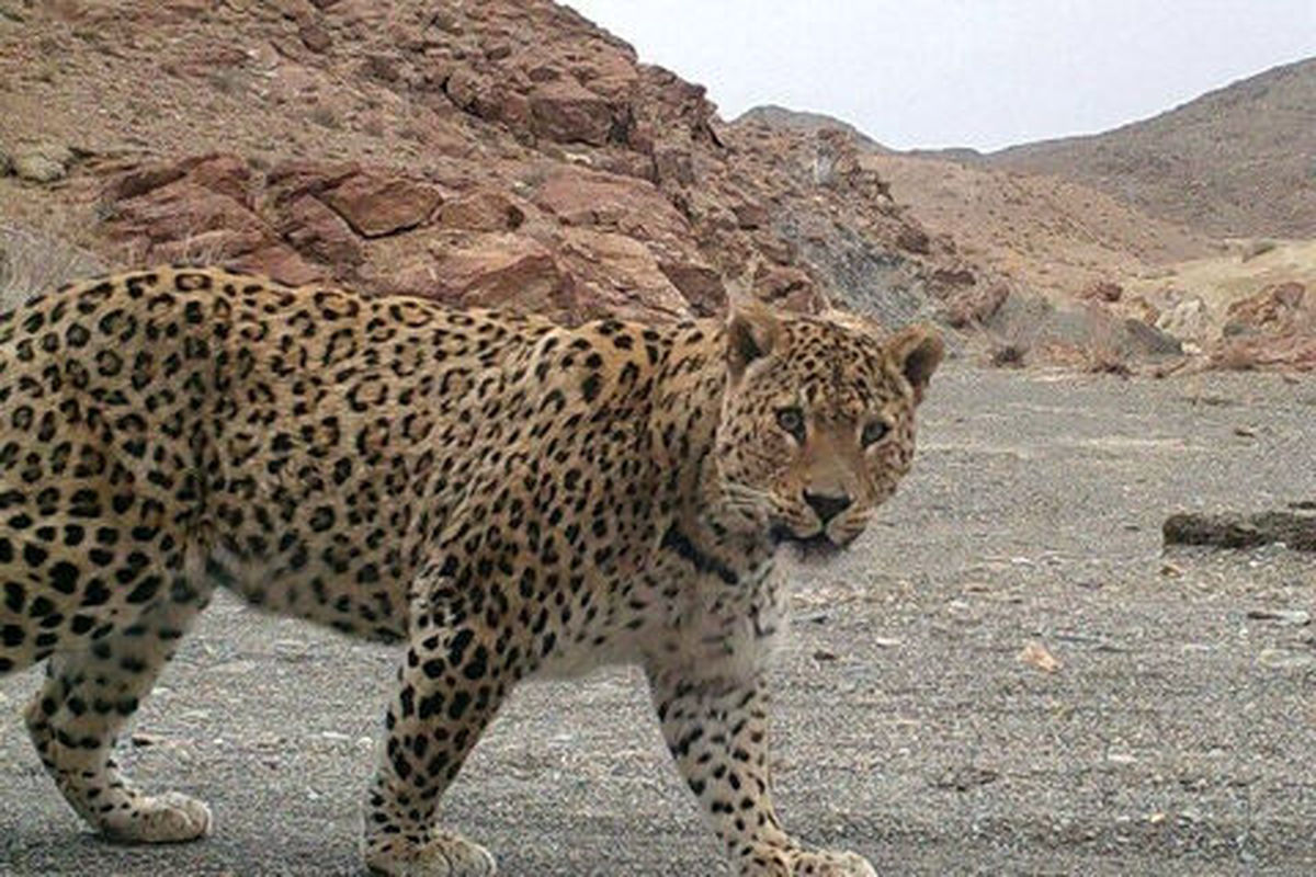 حمله پلنگ به روستای تریش بشاگرد