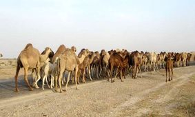 مهار 39 نفر شتر قاچاق در مرز سراوان