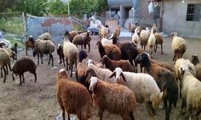 قیمت گوسفند زنده طی ۱۰ سال گذشته