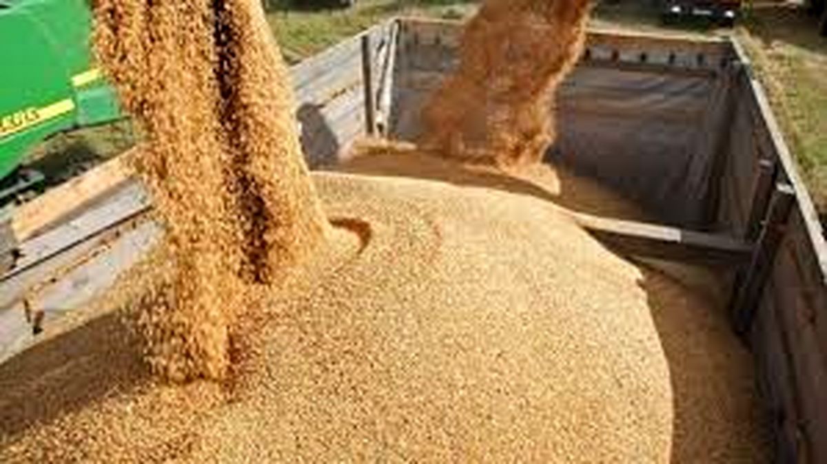 وزارت نفت نتوانست ارز واردات کالاهای اساسی را بپردازد/ ٢٠ فروند کشتی منتظر تخلیه هستند