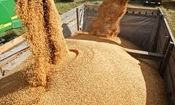 وزارت نفت نتوانست ارز واردات کالاهای اساسی را بپردازد/ ٢٠ فروند کشتی منتظر تخلیه هستند