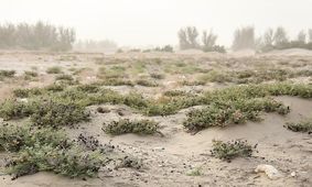 خواف و سرخس غبارآلود و فوق بحرانی هستند 

