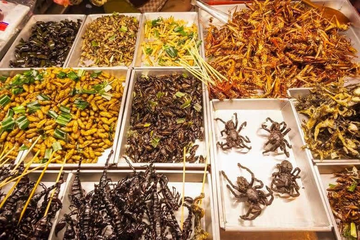 حشره‌خواری، پدیده‌ای چندش‌آور یا منبعی سرشار از پروتئین غذایی؟