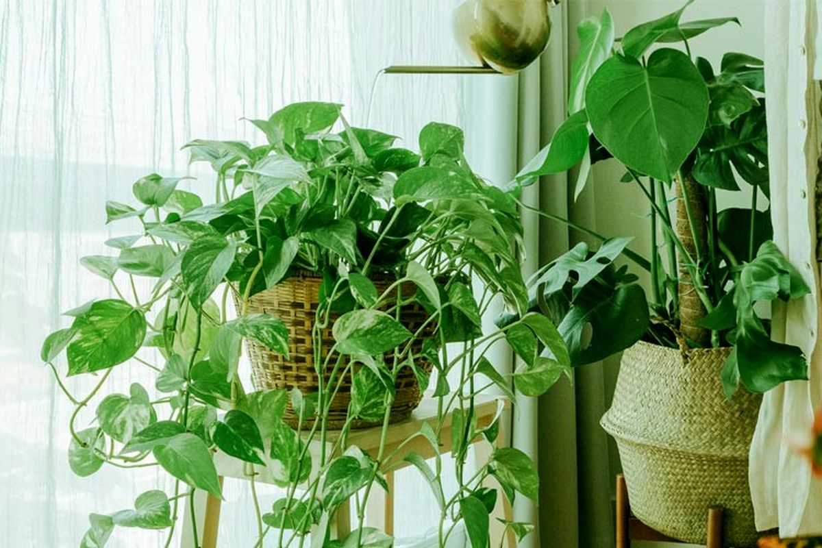 3 اشتباه مرگبار در نگهداری گیاهان کدامند؟/ ویدئو