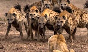 حمله شیر عصبانی به کفتار در حال دزدیدن غذایش/ ویدئو