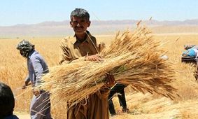کشاورزان پول فروش گندم اردیبهشت را دریافت کردند؟
