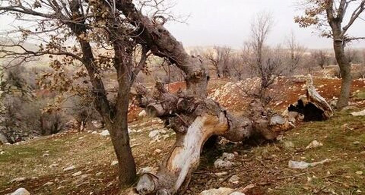 احمدی نژاد می‌خواست با درختان جنگل هیرکانی از تحریم رد شود