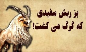 داستان بز گرگ کش/ بز ریش سفید جسور و زرنگی که فقط گرگ میکشت